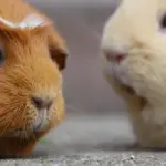 Hvorfor er det vigtigt for marsvin at have et hus?